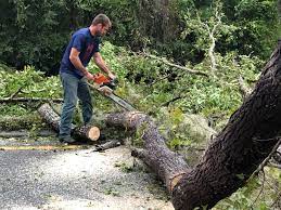 Best Tree Risk Assessment  in Osburn, ID