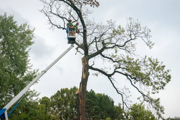 Best Fruit Tree Pruning  in Osburn, ID